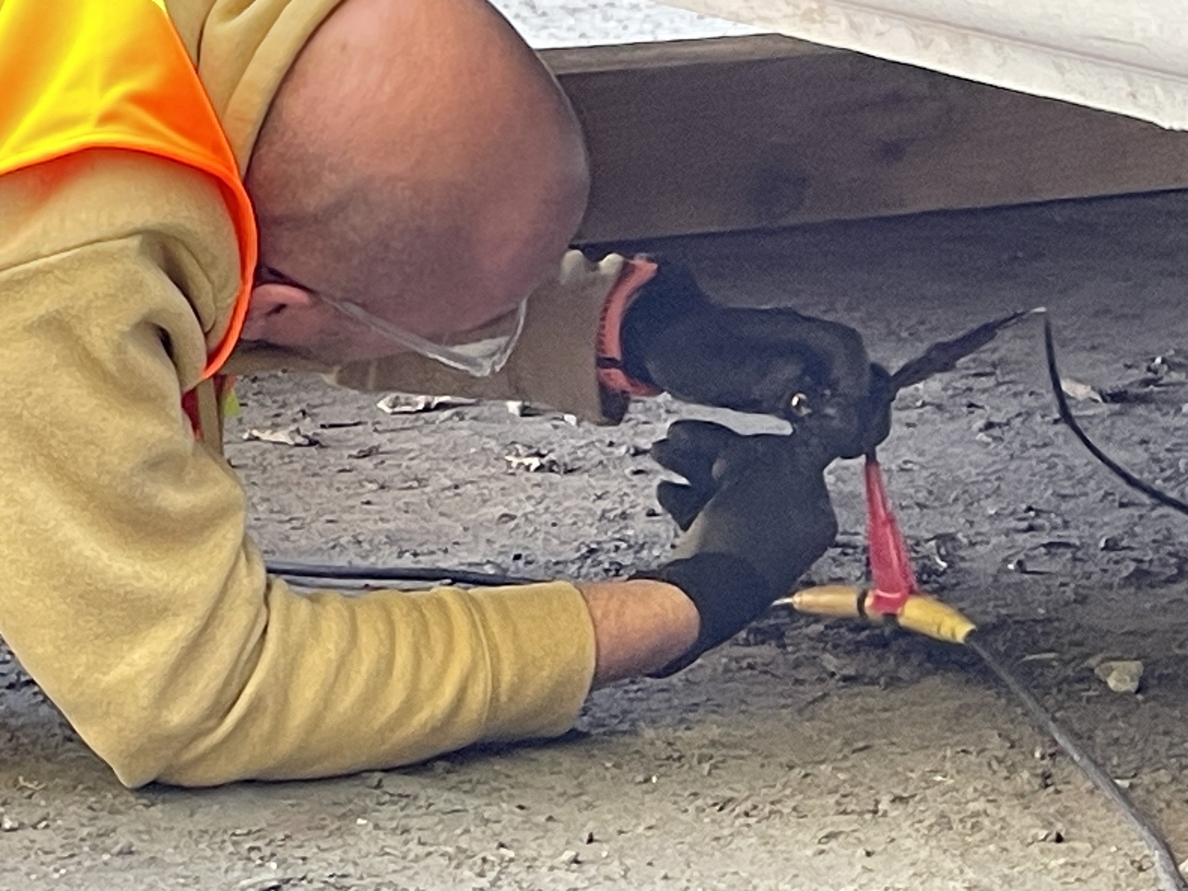 Seismic Site Investigation